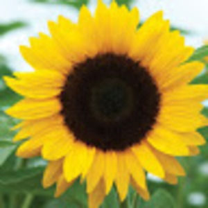 Meet your Posher, Claire